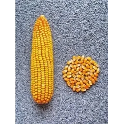Желтая кукуруза в початке и зерна на сером фоне - РОСС 145 МВ