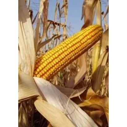 Golden ear of corn ROSS 185 MV against dry foliage