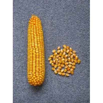 Жовта кукурудза з зерном на сірому фоні - РОСС 188 МВ