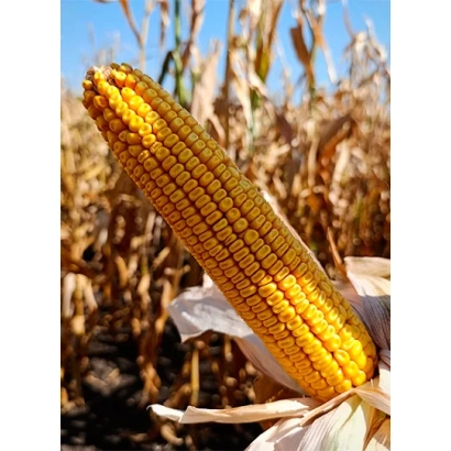 Golden ear of corn ROSS 190 MV against a field background