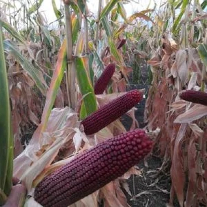Созревшая темно-фиолетовая кукуруза на стебле в поле - РОЗАЛИНДА
