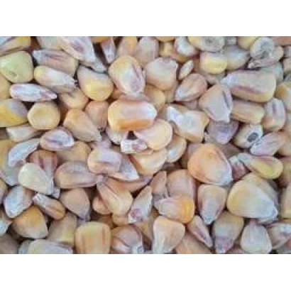 Крупный план желтых зерен кукурузы - РП 215