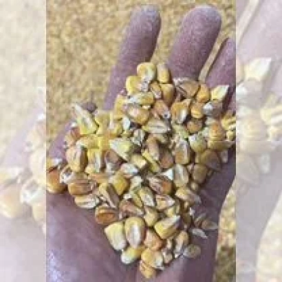 Кукурузные зерна в руке - РП 218 МВ