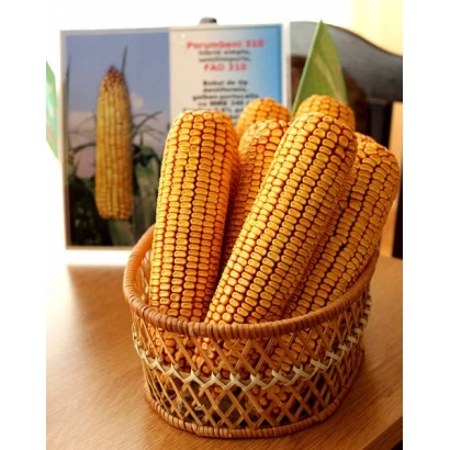 Кошик з початків кукурудзи сорту РП 310 МВ на фоні упаковки