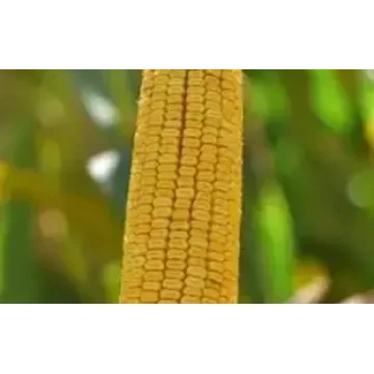 Кукуруза на фоне зелени - РПК 7250 Х РПК 7404