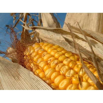 Golden ear of corn RUBEGH SV against dry foliage