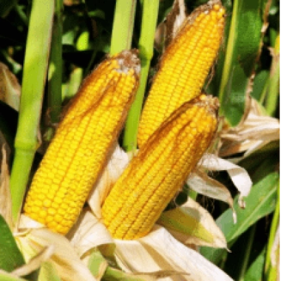 Fresh Rubicon corn on stalk