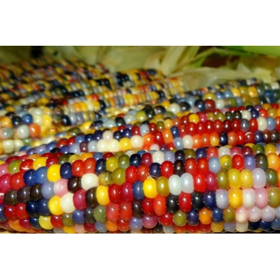 Corn with multicolored kernels - RULLEX