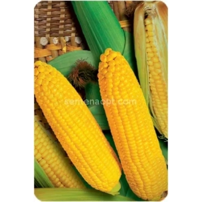 Желтые початки кукурузы Руно198 СВ на фоне зеленых листьев