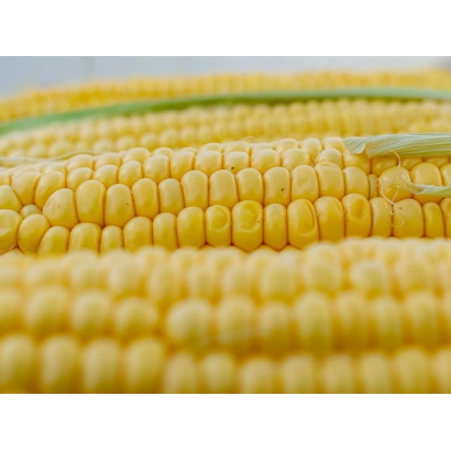 Желтая кукуруза в ряды - РУСТАРК АП