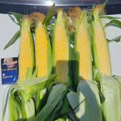 Свежая кукуруза в шелухе, сорт РВИ 442 Ц Х РВИ 441 ЦМ