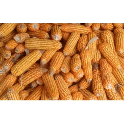 Corn cobs RVI 589 CM