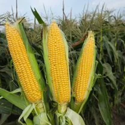 Три початки кукурузы на фоне поля - РВИ 590