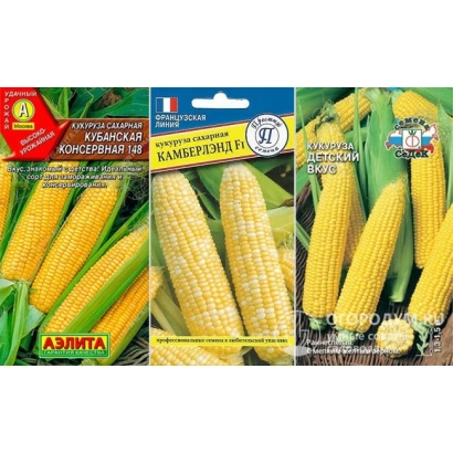 Пакет семян кукурузы РВЛ 173 с изображением початков