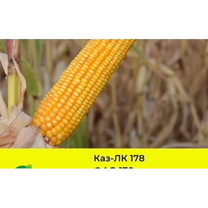 Кукуруза Каз-ЛК 178 на фоне поля - РВЛ 178 ЦМ