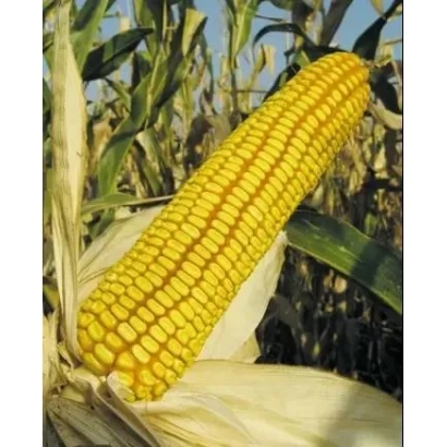 Свежий початок кукурузы на фоне листьев - РВО 317 Х ЛИМИВКЮ 956