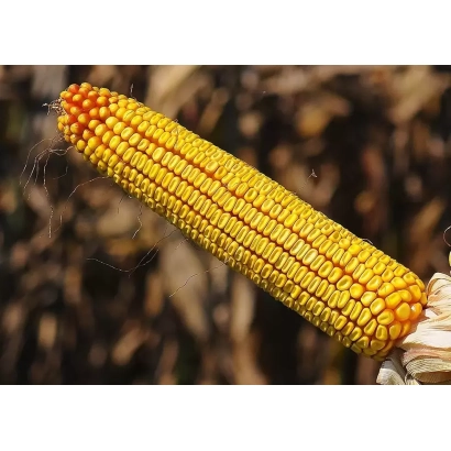 Свежий початок кукурузы сорта РЖТ АЛИКС на фоне поля