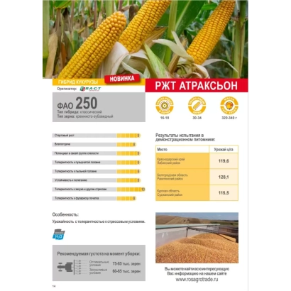 Пакет семян кукурузы РЖТ АТРАКСЬОН с фото початков и характеристик - РЖТ АТТРАКСЬОН