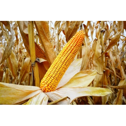 Золотой початок кукурузы на фоне засохших листьев - РЖТ БЕЛАНОКС