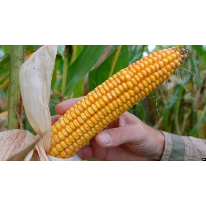 Желтая кукуруза в руке на фоне листьев - РЖТ ЭКСАГОН
