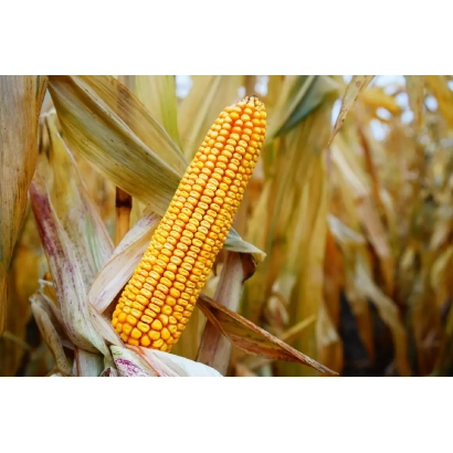 Золотой початок кукурузы на фоне поля - РЖТ ИНЕДИКС