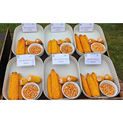 Кукуруза РЖТ ИРЕНОКС в разрезе на белых подносах