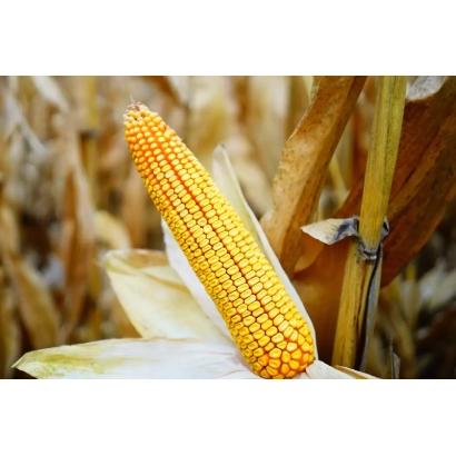 Золотой початок кукурузы на фоне поля - РЖТ НОЕМИКС