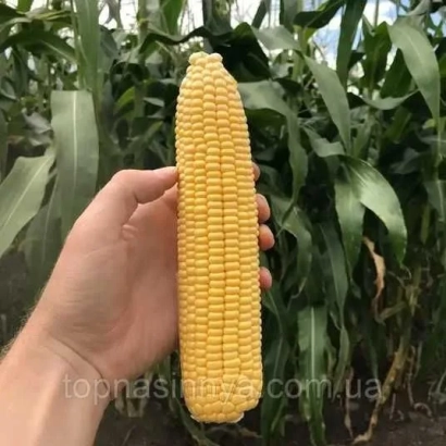 Желтая кукуруза сорта С 3677 в руке на фоне поля