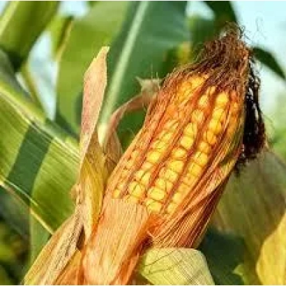 Свежий початок кукурузы сорта С 79757 на фоне листьев