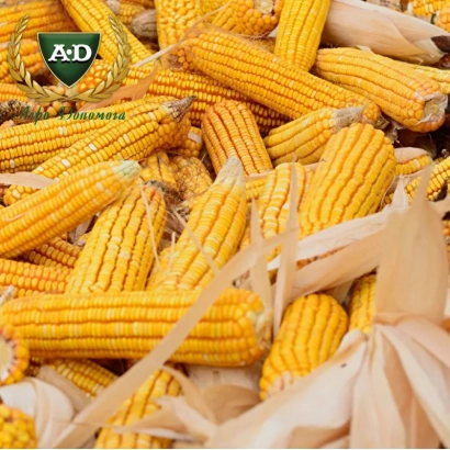 Желтая кукуруза A&D на фоне - Шаланда МВ