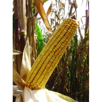 Свежая кукуруза на стебле в поле - Сангрия