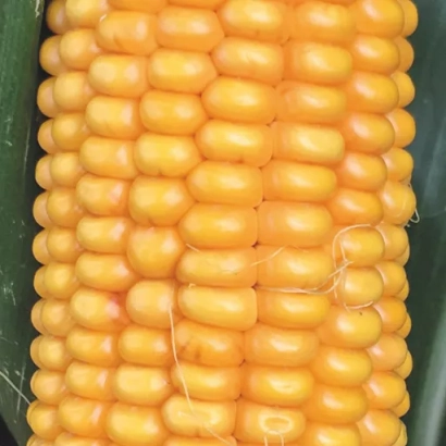 Желтая кукуруза на зеленом фоне - Шанс
