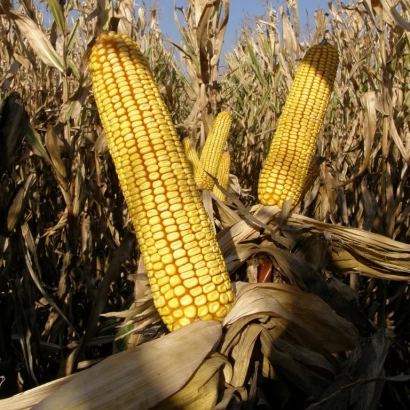 Golden corn cobs of Sanzharskyi 289 MV in a field