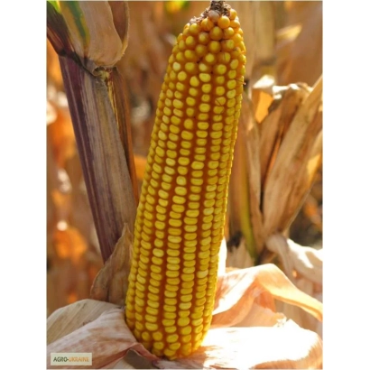 Желтая кукуруза Шаролта на фоне сухих листьев