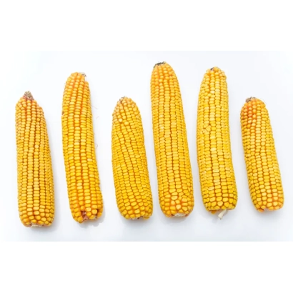 Fresh corn cobs arranged in a row on white background - Sarta