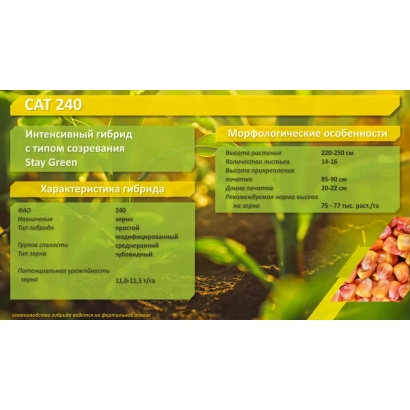 Пакет семян кукурузы САТ 240 МВ с описанием характеристик