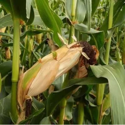 Созревающий початок кукурузы САТ 270 МВ на фоне зелёных листьев