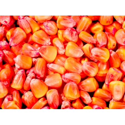 Крупный план зерен кукурузы сорта САТИВО