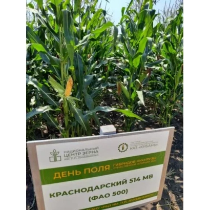 Зеленая кукуруза в поле с табличкой КРАСНОДАРСКИЙ 614 МР (ФАО 500) - САТРИАНИ