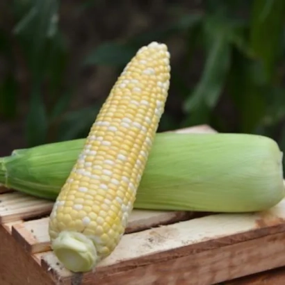 Кукуруза на деревянной подставке - СБЛМ 105