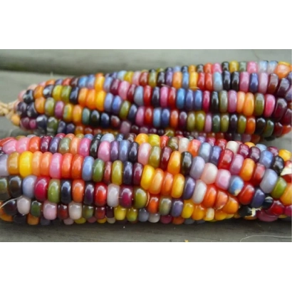 Две колосья кукурузы СЕКЕНЦЕ | SEKENCE с разноцветными зернами