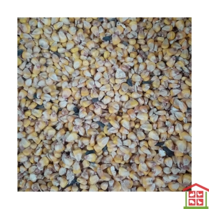 Крупный план зерен кукурузы сорта Селена