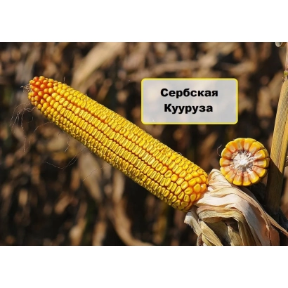 Желтая кукуруза сорта Сербская Кукуруза на фоне поля - СЕРБИЛИЯ