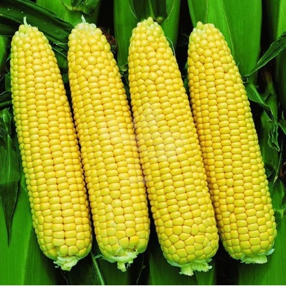 Чотири жовті початки кукурудзи на фоні зелених листя - СЕТСВ 1