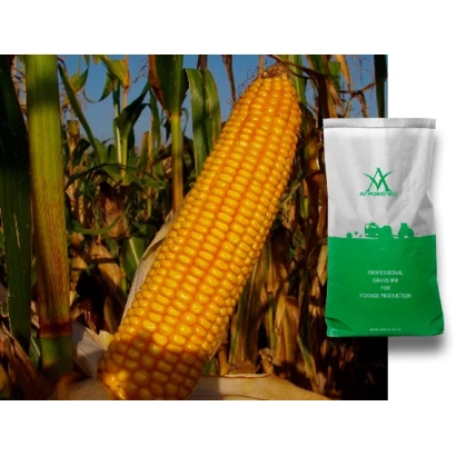 Упаковка семян кукурузы Северина на фоне початка кукурузы