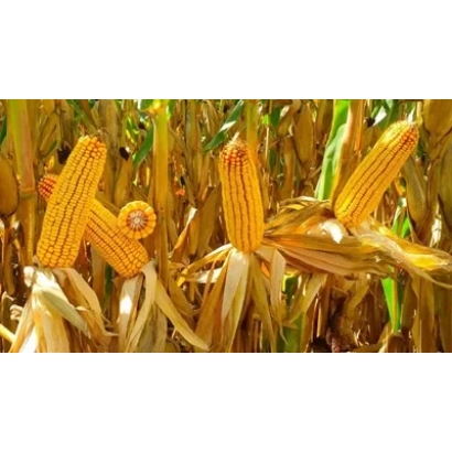 Зрелые початки кукурузы СИ АКВАРИУС на фоне поля