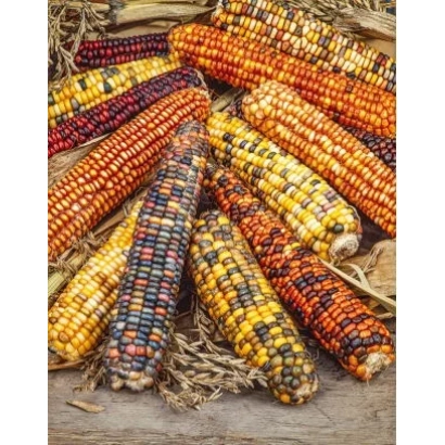 Свіжі різнокольорові початки кукурудзи СІ САЛВІ на дерев'яній поверхні