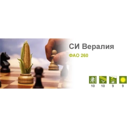 Золотой колос кукурузы СИ Вералия на шахматной доске