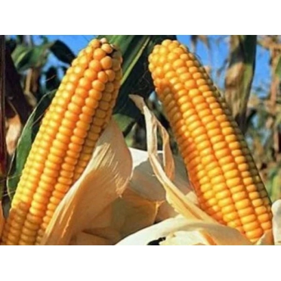 Two corn cobs against a background of leaves - Sigiriya