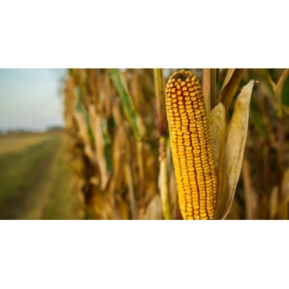 Corn in a field - SILICIA